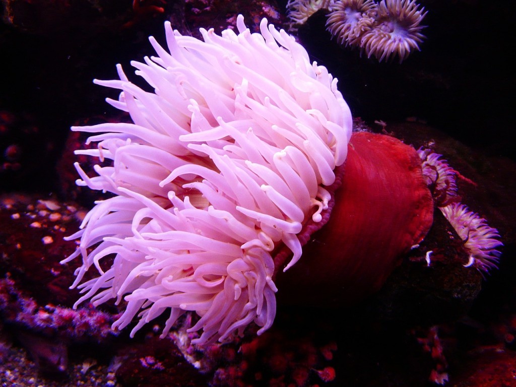 sea-anemone-4907_1280