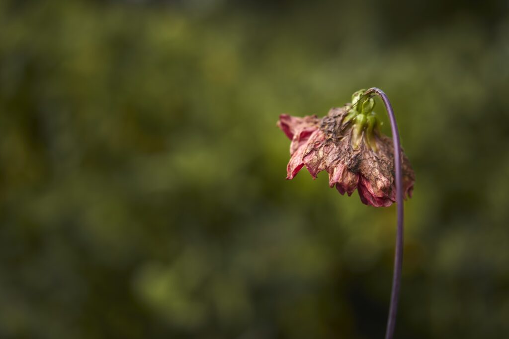 Wilted flower exemplifying the meaning of the idiom "kick the bucket"